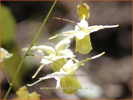 Epimedium &#39;Flowers of Sulphur&#39;