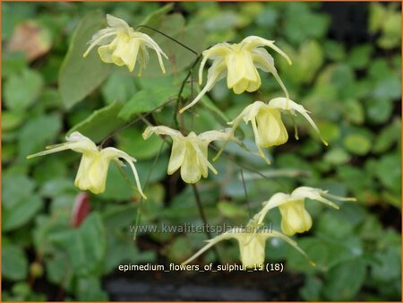 Epimedium &#39;Flowers of Sulphur&#39;