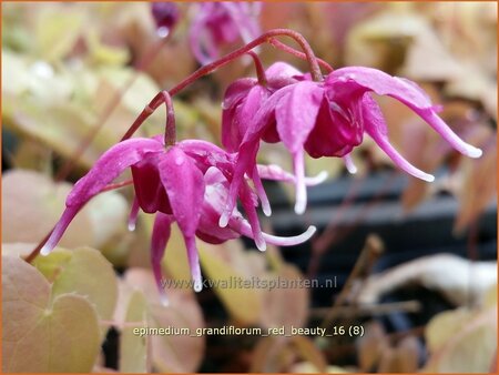 Epimedium grandiflorum 'Red Beauty'
