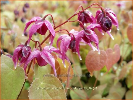 Epimedium grandiflorum &#39;Red Beauty&#39;