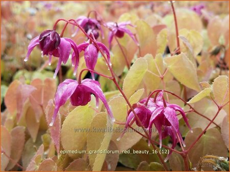 Epimedium grandiflorum &#39;Red Beauty&#39;