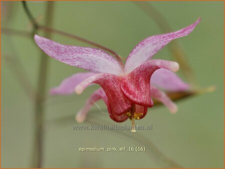 Epimedium 'Pink Elf'