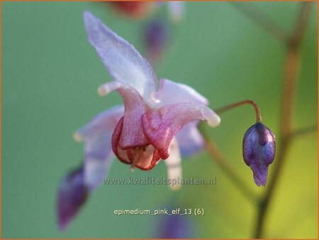 Epimedium &#39;Pink Elf&#39;