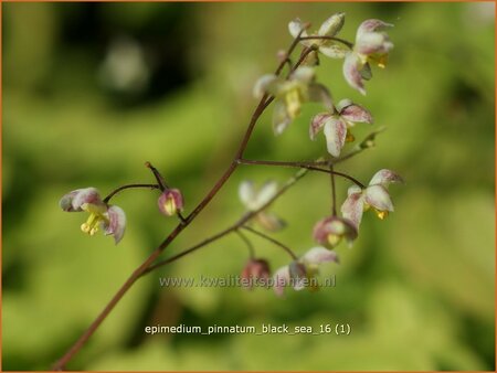 Epimedium pinnatum &#39;Black Sea&#39;