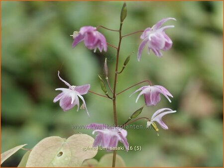 Epimedium &#39;Sasaki&#39;