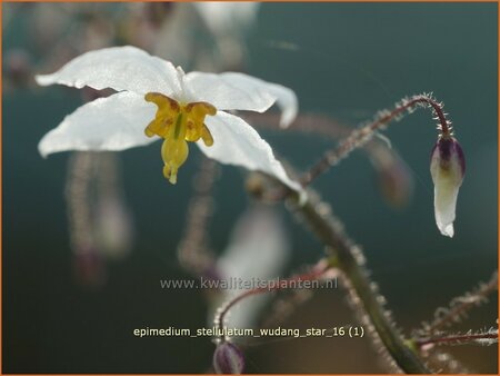 Epimedium stellulatum &#39;Wudang Star&#39;