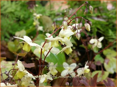 Epimedium versicolor &#39;Neosulphureum&#39;