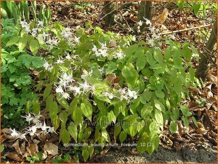 Epimedium youngianum &#39;Niveum&#39;