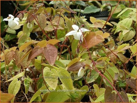 Epimedium youngianum &#39;Niveum&#39;