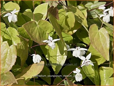 Epimedium youngianum &#39;Niveum&#39;