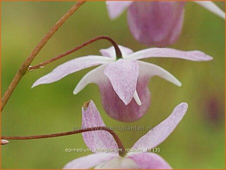 Epimedium youngianum &#39;Roseum&#39;