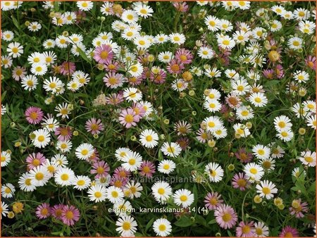 Erigeron karvinskianus