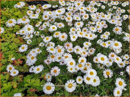 Erigeron &#39;Sommerneuschnee&#39;