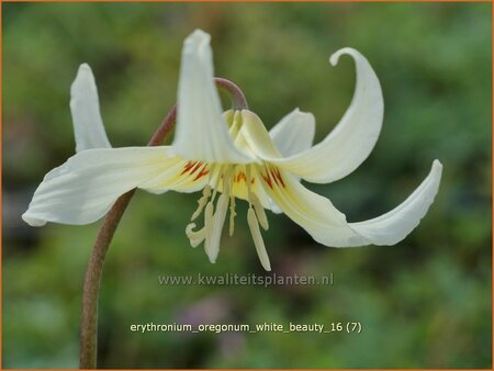 Erythronium oregonum &#39;White Beauty&#39;