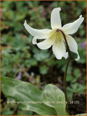 Erythronium oregonum 'White Beauty'
