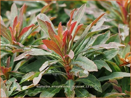 Euphorbia amygdaloides &#39;Purpurea&#39;