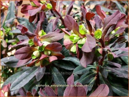 Euphorbia amygdaloides &#39;Purpurea&#39;
