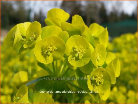 Euphorbia amygdaloides robbiae