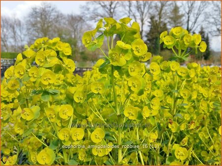 Euphorbia amygdaloides robbiae