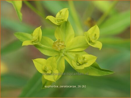 Euphorbia ceratocarpa
