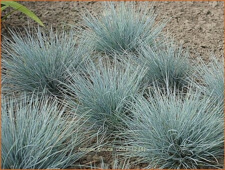 Festuca glauca 'Uchte'