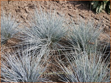 Festuca glauca 'Uchte'