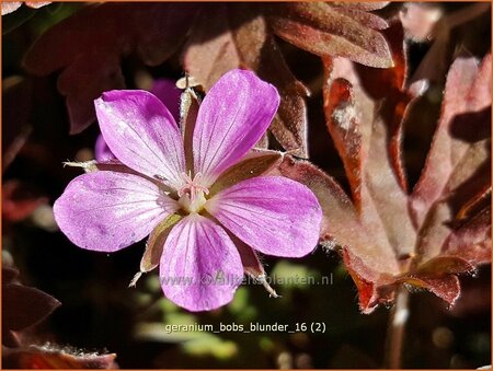 Geranium 'Bob's Blunder'