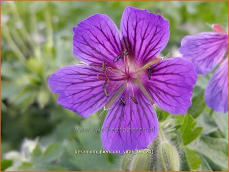Geranium ibericum 'Vital'