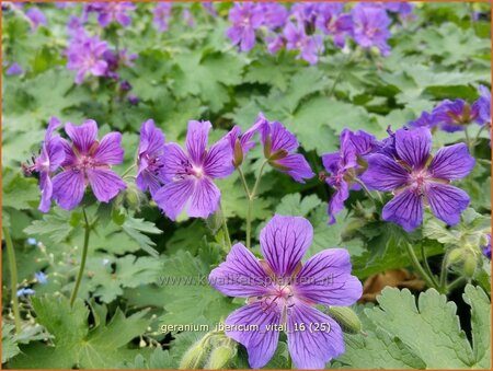 Geranium ibericum 'Vital'