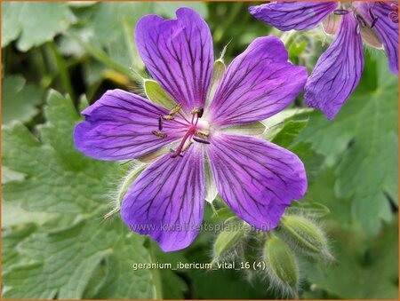 Geranium ibericum 'Vital'