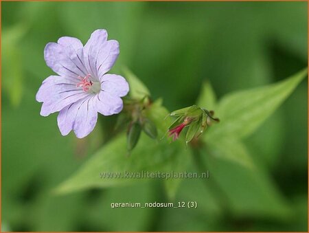 Geranium nodosum