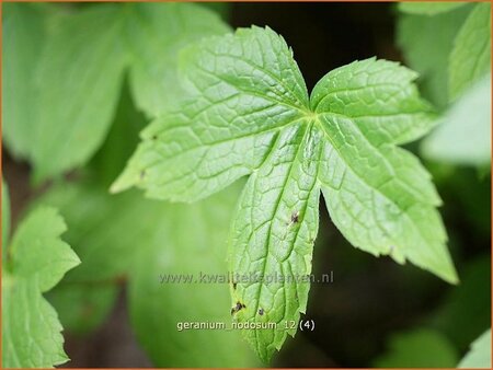 Geranium nodosum