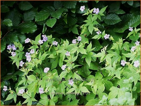 Geranium nodosum