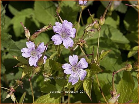 Geranium nodosum