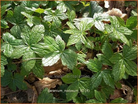 Geranium nodosum