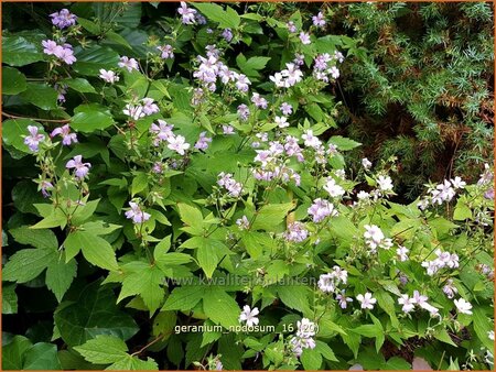 Geranium nodosum