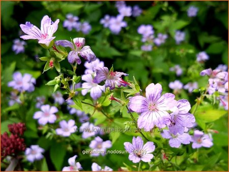 Geranium nodosum