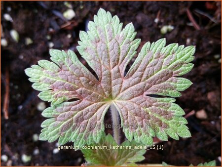 Geranium oxonianum &#39;Katherine Adele&#39;