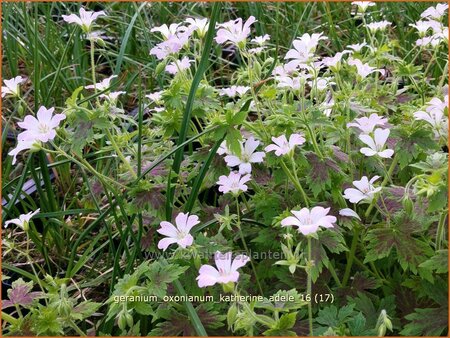 Geranium oxonianum &#39;Katherine Adele&#39;