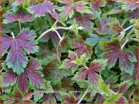 Geranium oxonianum &#39;Katherine Adele&#39;