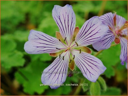 Geranium renardii 'Tcschelda'
