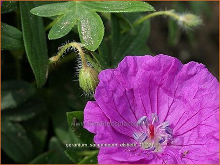 Geranium sanguineum &#39;Elsbeth&#39;