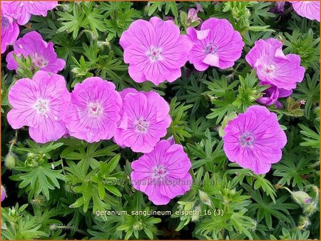 Geranium sanguineum &#39;Elsbeth&#39;