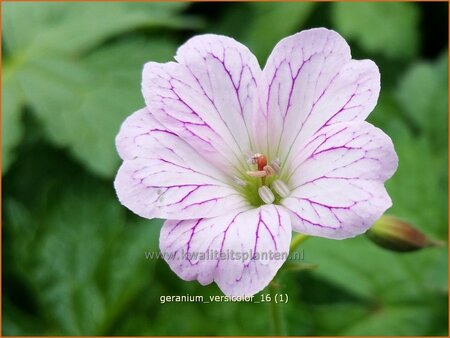 Geranium versicolor