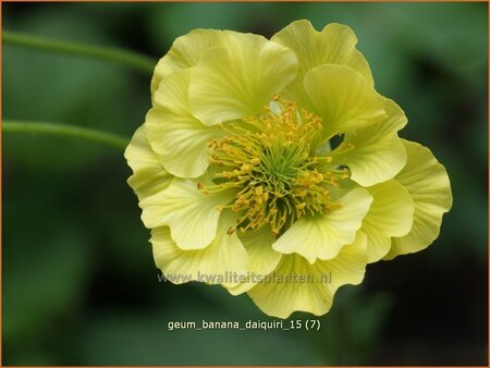 Geum &#39;Banana Daiquiri&#39;