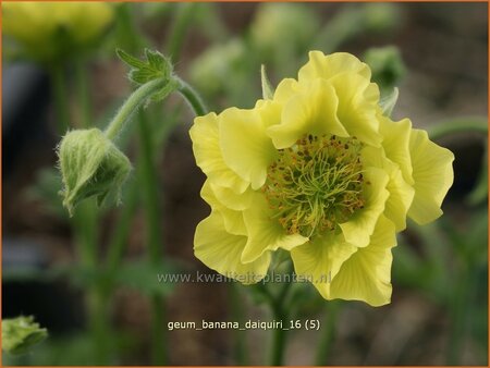 Geum &#39;Banana Daiquiri&#39;