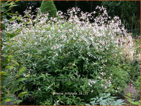 Gillenia trifoliata