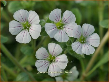 Gypsophila cerastioides