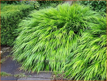 Hakonechloa macra