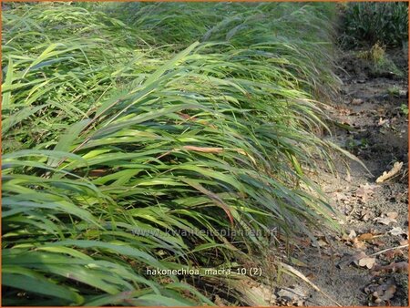 Hakonechloa macra